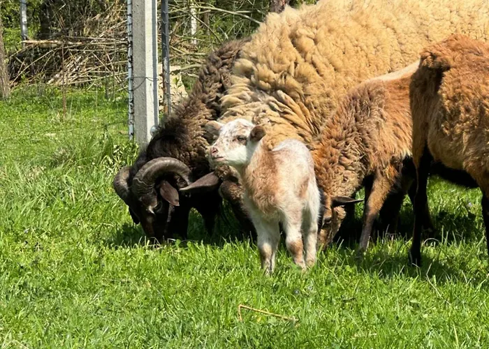 U Babci Apartamento *